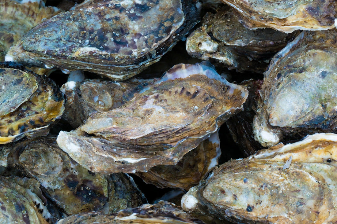 Best oyster shucking tool for beginners: clamp vs. knife (2026)