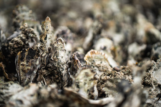 How to shuck oysters at home and keep the liquor intact