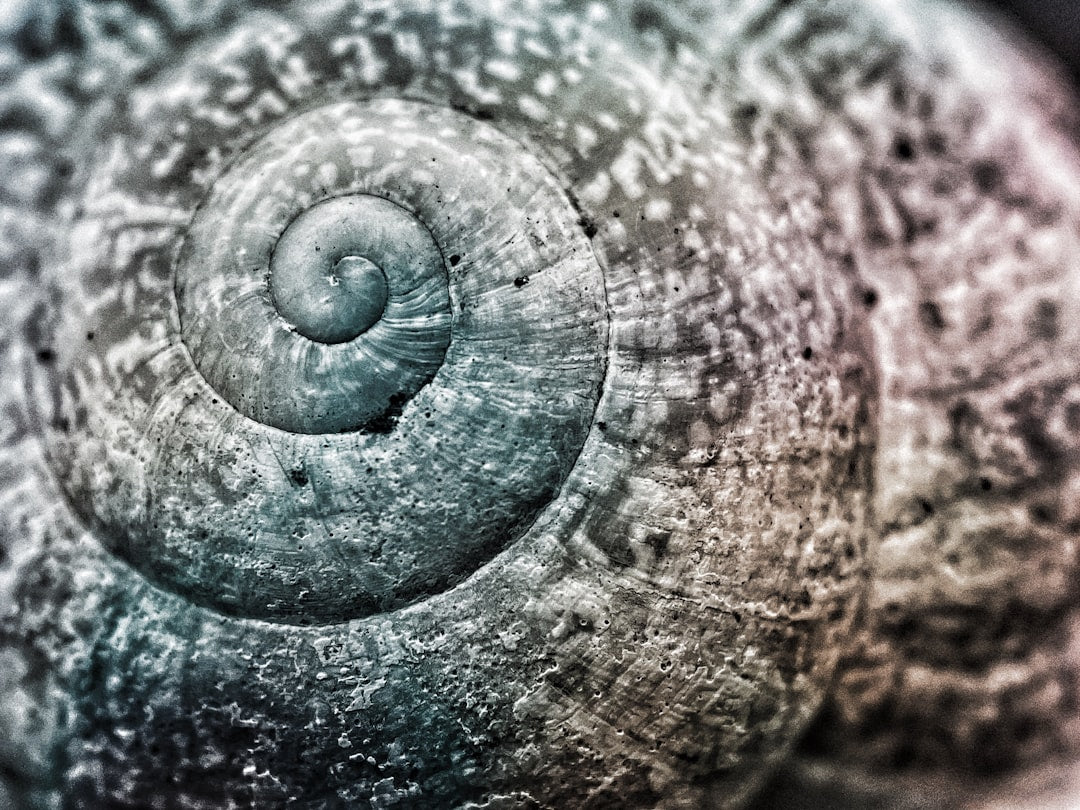 How shell shape affects shucking: a guide for oyster farmers