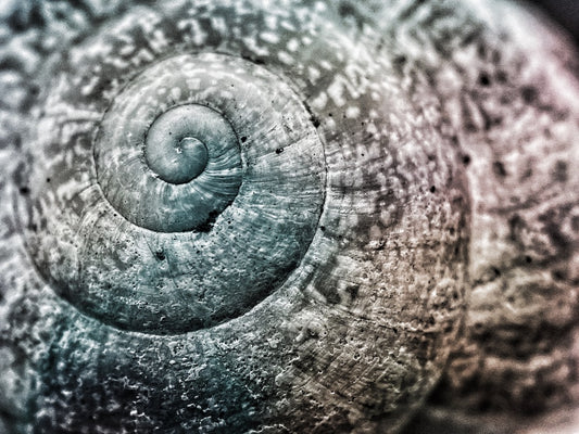 How shell shape affects shucking: a guide for oyster farmers